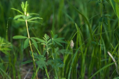 Parlak güneşin altında. Soyut doğal arkaplan