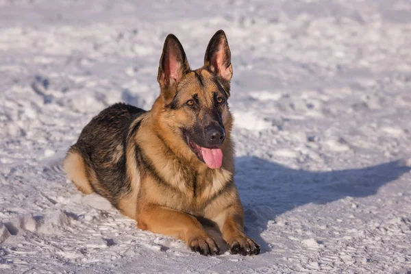 Donmuş göl üzerinde Alsatian köpek
