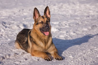 Donmuş göl üzerinde Alsatian köpek