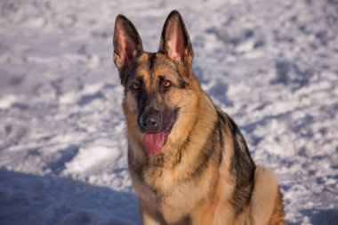 Donmuş göl üzerinde Alsatian köpek