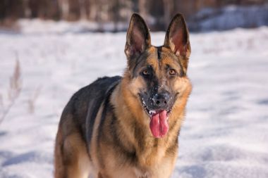 Donmuş göl üzerinde Alsatian köpek