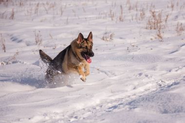 Donmuş göl üzerinde Alsatian köpek