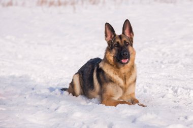 Donmuş göl üzerinde Alsatian köpek