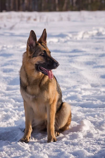 Alsatian dog on the frozen lake