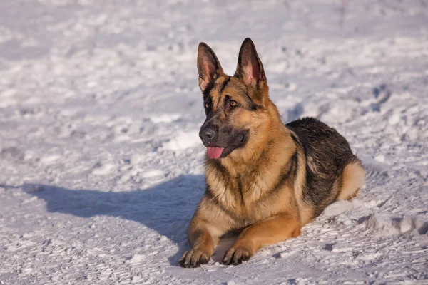 Donmuş göl üzerinde Alsatian köpek