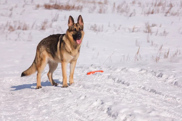 Alsatian dog on the frozen lake