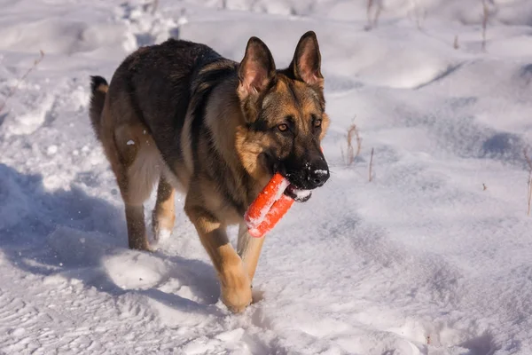 Donmuş göl üzerinde Alsatian köpek