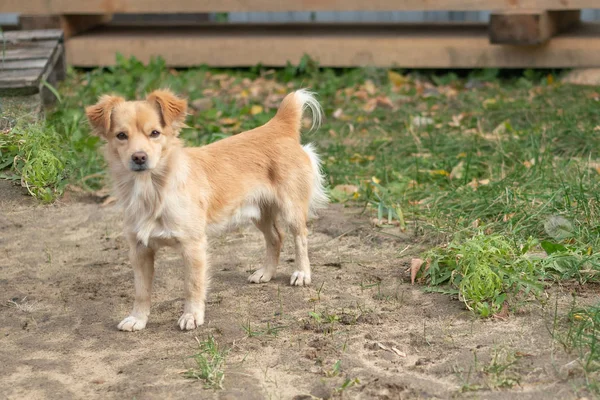 Kızıl saçlı, neşeli, küçük, köpek gibi bir adamın ellerinde oturuyor. İnsanın arkadaşı. Yardım, yiyecek ve bakım bekliyor..