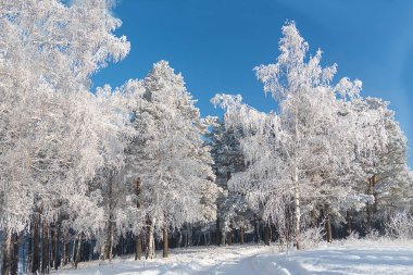 Mavi gökyüzü ile beyaz kar içinde kış ormanı