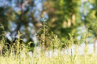 Açık bir alanda yeşil çimenler, güneşli bir yaz günü. Çevresel taban.