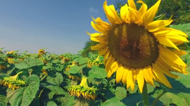Strzał krajobraz ze słonecznikiem — Wideo stockowe