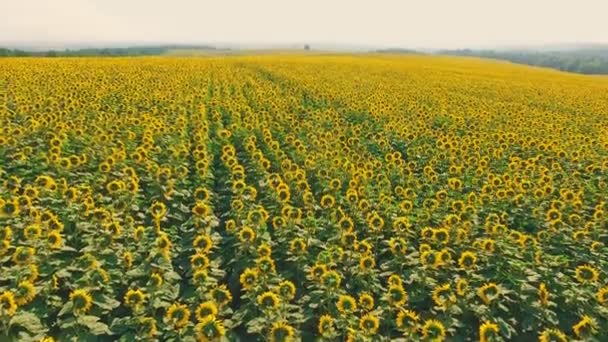 Paysage aérien avec tournesol 