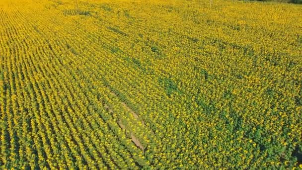 Pemandangan udara ditembak dengan bunga matahari — Stok Video