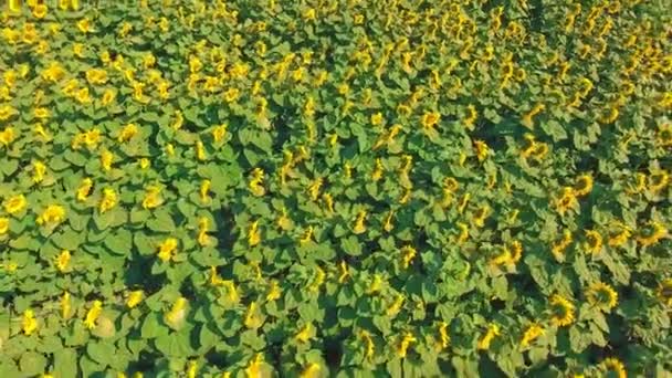 Paisaje plano aéreo con girasol — Vídeo de stock