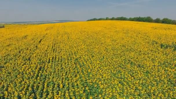 Luftaufnahme Landschaft mit Sonnenblume — Stockvideo