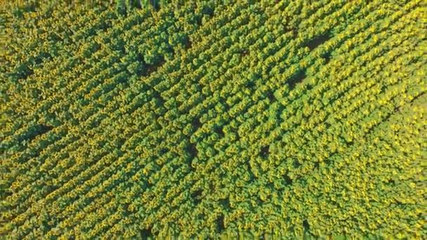 Aerial shot landscape with sunflower — Stock Video