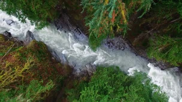 Plan aérien forêts de montagne — Video