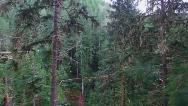 Повітряний постріл гірських лісів — стокове відео