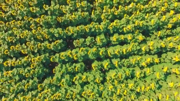 Повітряний знімок пейзажу з соняшником — стокове відео