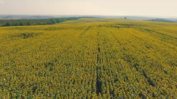 Luftaufnahme Landschaft mit Sonnenblume — Stockvideo