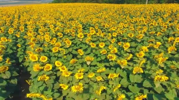 Pemandangan udara ditembak dengan bunga matahari — Stok Video