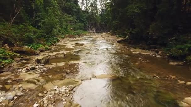 Постріл гірського лісу з річкою — стокове відео