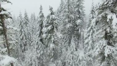 Hava atış kış orman