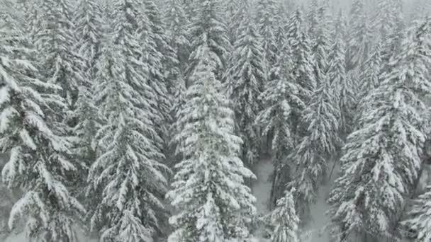 Luchtfoto shot winter forest — Stockvideo