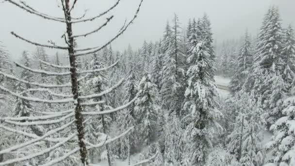 Plan aérien forêt d'hiver — Video