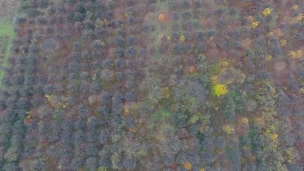Luchtfoto video van herfst tuin veld — Stockvideo