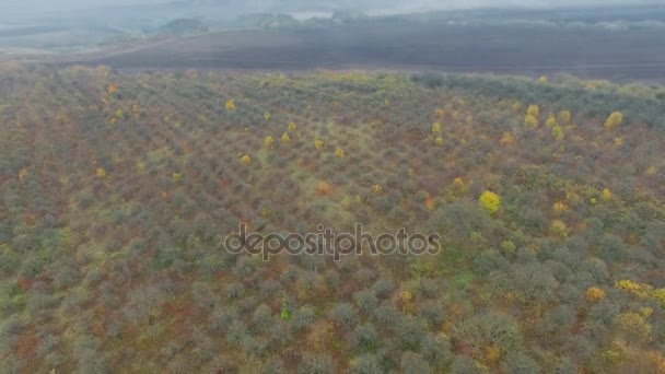 Aerial video of autumn garden fields — Stock Video
