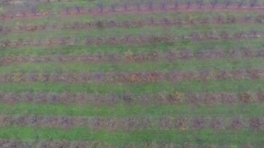 Sonbahar bahçe alanının hava video