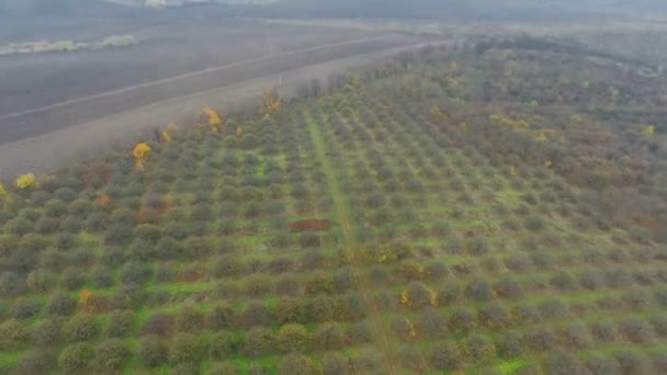 Luftbild von herbstlichen Gartenfeldern — Stockvideo