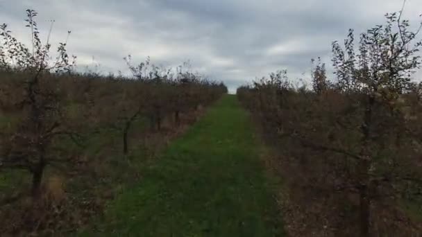 Luftbild vom herbstlichen Gartenfeld — Stockvideo