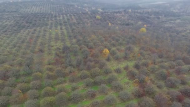 Повітряне відео осінніх садових полів — стокове відео