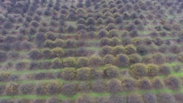 Luchtfoto video van herfst tuin veld — Stockvideo