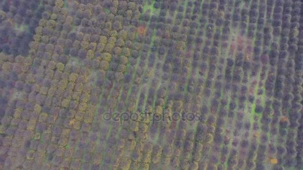 Vídeo aéreo de otoño jardín campo — Vídeos de Stock