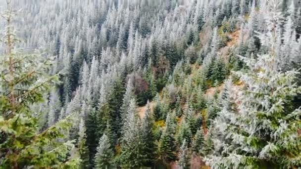 Luftaufnahme Gefrorener Berg Mit Bäumen Herbst — Stockvideo