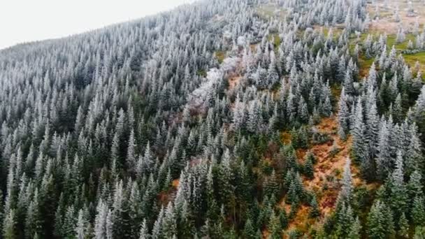 Вид Воздуха Замерзшая Гора Деревьями Осенью — стоковое видео