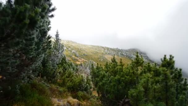 Gefrorener Berg Mit Bäumen Herbst — Stockvideo