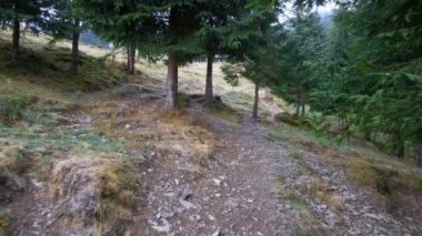 Sonbaharda ağaçlarla donan dağ