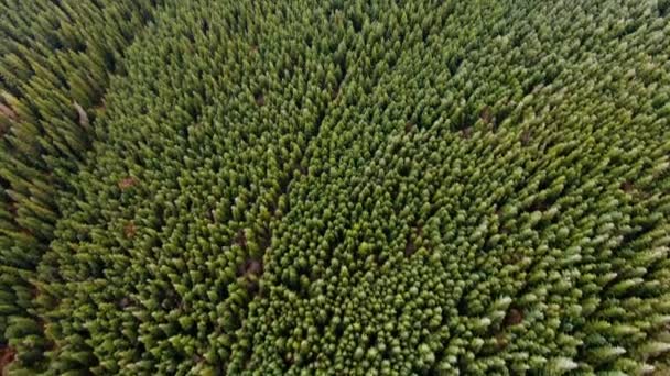 Vista Aérea Montanha Congelada Com Árvores Outono — Vídeo de Stock