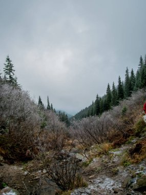 Sonbaharda ağaçlarla donan dağ