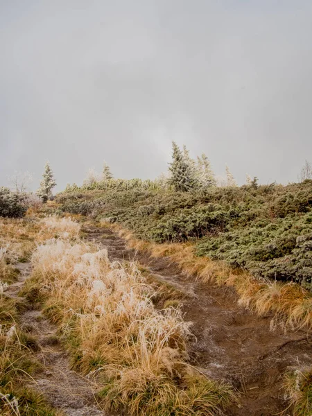 Sonbaharda ağaçlarla donan dağ