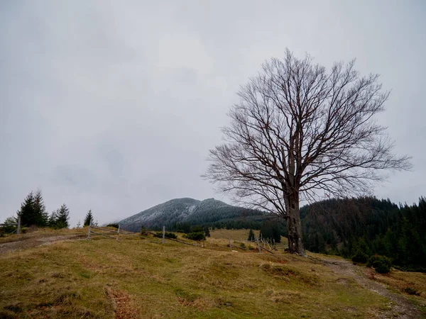 Sonbaharda ağaçlarla donan dağ
