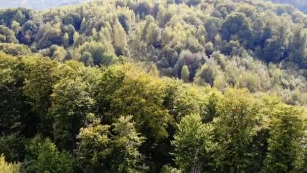 Sonbaharda Ağaçlarla Kaplı Gökyüzü Manzaralı Dağ — Stok video