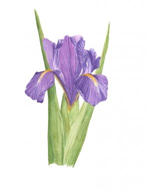 Sulu Boya resimde Menekşe botanik Iris yeşil yaprakları ile