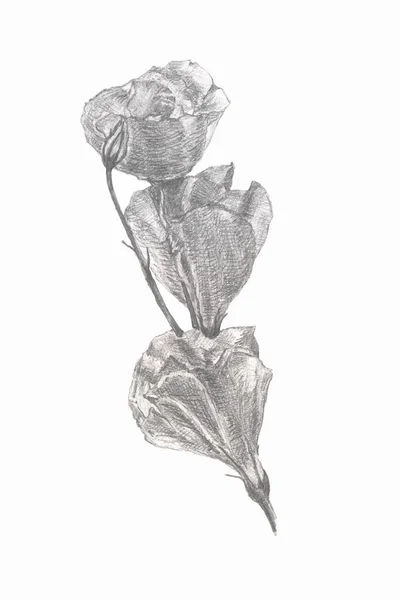 Crayon graphite dessin de fleurs bouquet eustomes — Photo