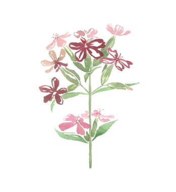 Beyaz zemin üzerine suluboya vahşi Pembe çiçek toadflax
