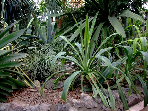 Duży zielony agawy rosną w ogrodzie botanicznym — Zdjęcie stockowe
